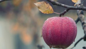 BG Herbst