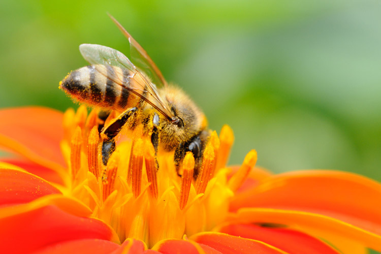 bienenvoelker-am-steinertsberg Bienenvölker am Steinertsberg