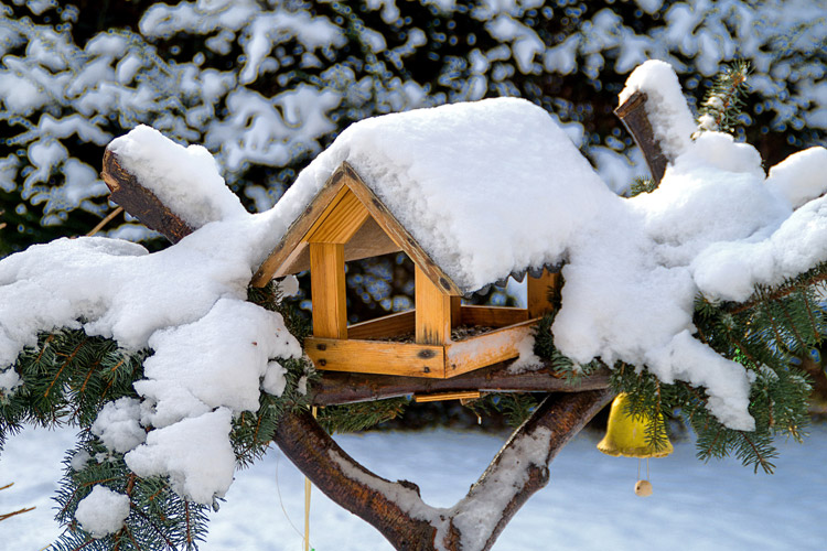 Garten im Januar