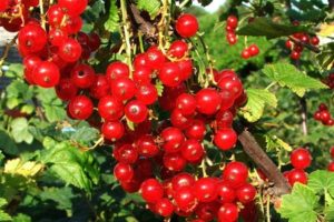 Gartentipps Juli