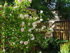 Garten Impressionen Steinertsberg Gera