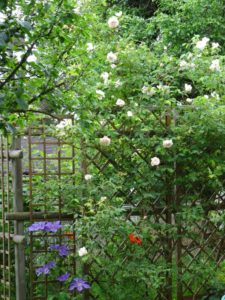 Garten Impressionen Steinertsberg Gera