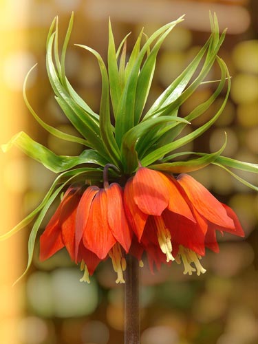 Kaiserkrone
