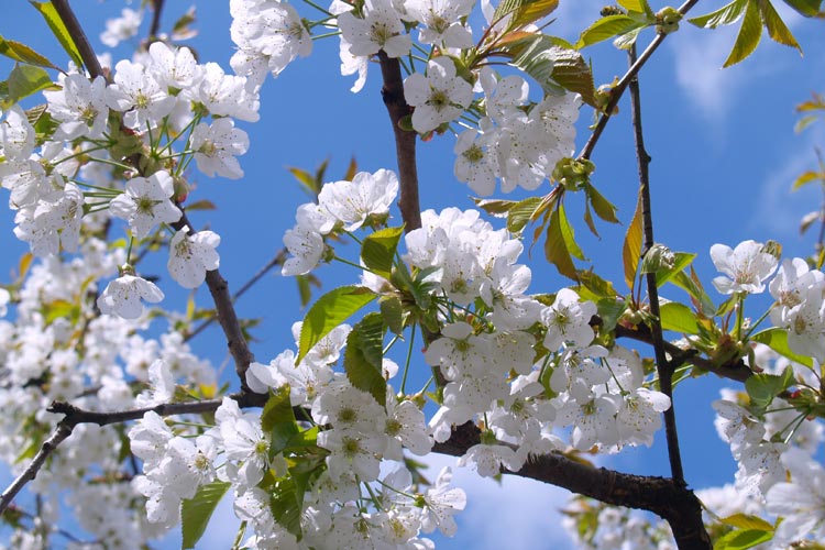 Kirschblüte im April